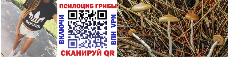 Псилоцибиновые грибы Cubensis  наркошоп  Юхнов 